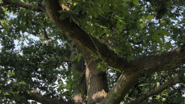 Going Out on a Limb