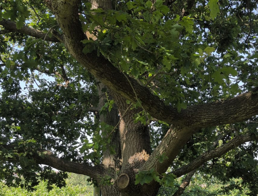 Going Out on a Limb